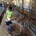 Feeding calf