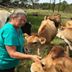 Feeding the cows