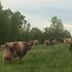 Cows in the field 4