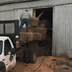 loading hay into barn