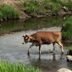 Cow crossing water