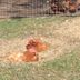 Chickens laying in field