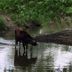 Cow in water