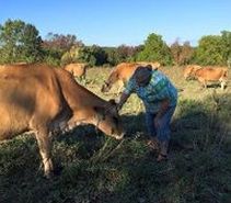 woman with cows in field