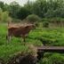 Cow in field 2