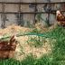 Chickens in grass