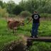 Cow and bridge