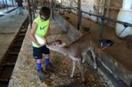 boy feeding cow