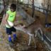 boy feeding cow