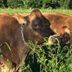 Cows in the field 2