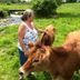 Petting cow 2