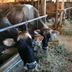 Cows in the barn