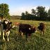 Cows playing in the field