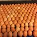 Lots of eggs!