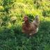 Chicken in the field