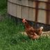 Chicken in field 2