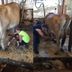 Milking cows