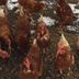 Chickens2