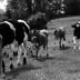 Cows black and white