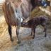 Calf feeding from cow