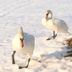 Ducks in the snow