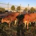 Cows at sundown