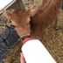 Feeding calf