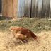 Chicken in yard